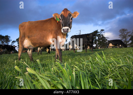 Landwirtschaft Landwirtschaft Milchwirtschaft Eastern Cape-Südafrika Stockfoto