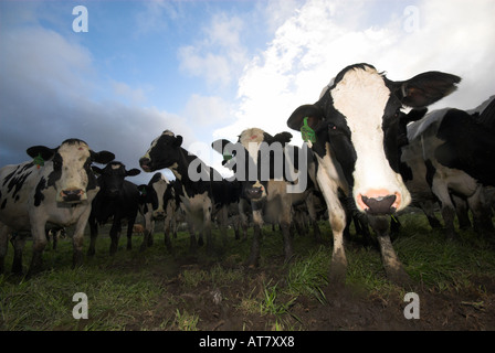 Landwirtschaft Landwirtschaft Milchwirtschaft Eastern Cape-Südafrika Stockfoto