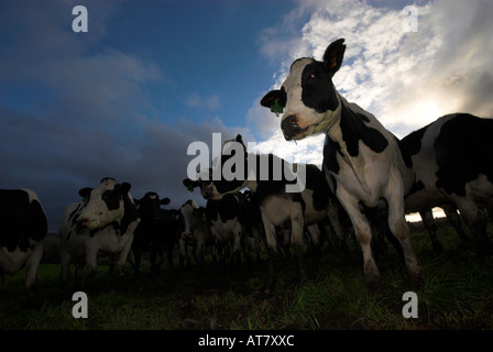 Landwirtschaft Landwirtschaft Milchwirtschaft Eastern Cape-Südafrika Stockfoto