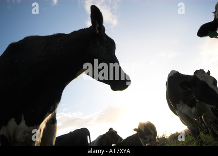 Landwirtschaft Landwirtschaft Milchwirtschaft Eastern Cape-Südafrika Stockfoto