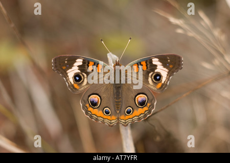 Gemeinsamen Buckeye Iunonia Coenia Schmetterling Stockfoto