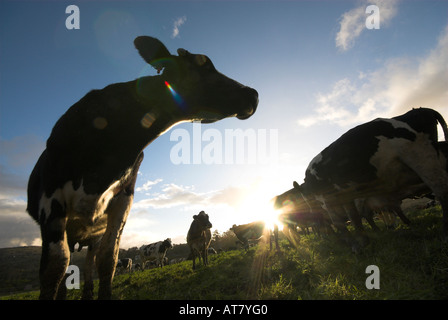 Landwirtschaft Landwirtschaft Milchwirtschaft Eastern Cape-Südafrika Stockfoto