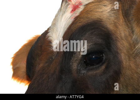 Landwirtschaft Landwirtschaft Milchwirtschaft Eastern Cape-Südafrika Stockfoto
