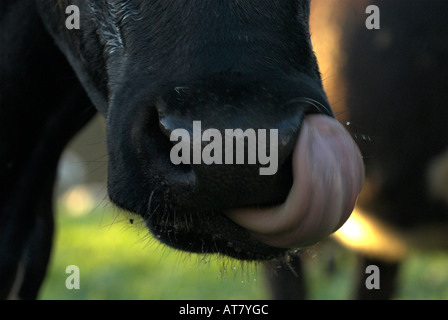 Landwirtschaft Landwirtschaft Milchwirtschaft Eastern Cape-Südafrika Stockfoto