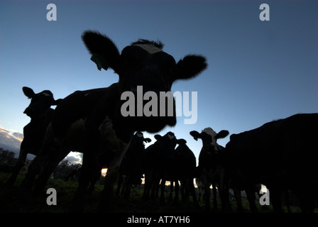 Landwirtschaft Landwirtschaft Milchwirtschaft Eastern Cape-Südafrika Stockfoto