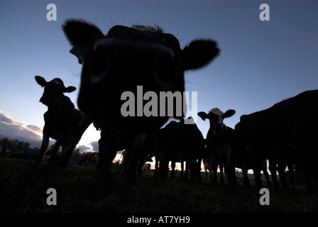 Landwirtschaft Landwirtschaft Milchwirtschaft Eastern Cape-Südafrika Stockfoto