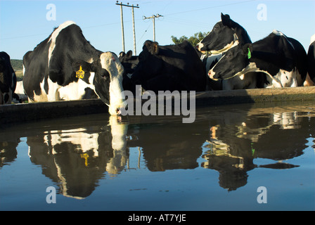 Landwirtschaft Landwirtschaft Milchwirtschaft Eastern Cape-Südafrika Stockfoto