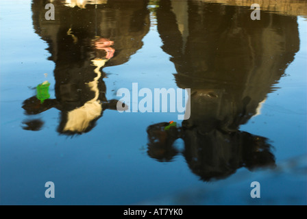 Landwirtschaft Landwirtschaft Milchwirtschaft Eastern Cape-Südafrika Stockfoto
