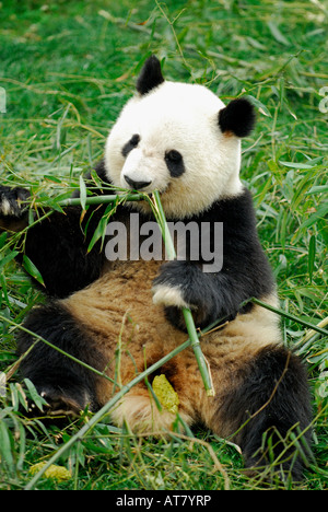 Giant Panda Fütterung auf Bambussprossen Chengdu Research Base of Giant Panda Zucht Sichuan China Stockfoto