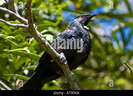 Ein Tui (native New Zealand Vogel). Stockfoto