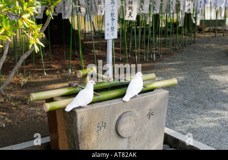 Zwei weiße Tauben auf eine Reinigung Brunnen, Kamakura JP sitzen Stockfoto