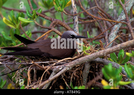 Die braune Noddy oder Noio Koha, (anous Stolidus Pileatus). Nester auf Offshore-Buchten und den Nordwesten Hawaii-Kette. Stockfoto