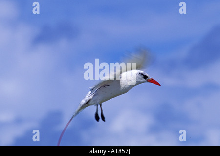 Red Tailed Tropic Vogel, Phaethon Rubricauda, einen Seevogel in Hawaii festzustellen ist brillant roten Schnabel und längliche rote gefunden Stockfoto