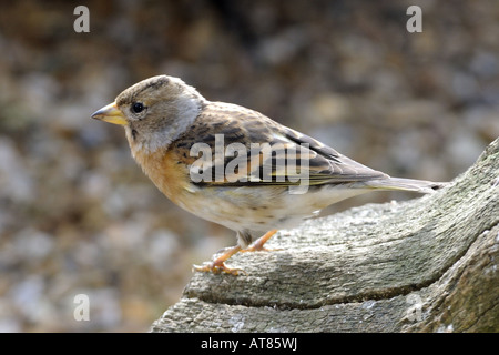 Bergfink Fringilla Montefringilla Mitglied der Fink-Familie verbringt den Winter in Großbritannien Stockfoto