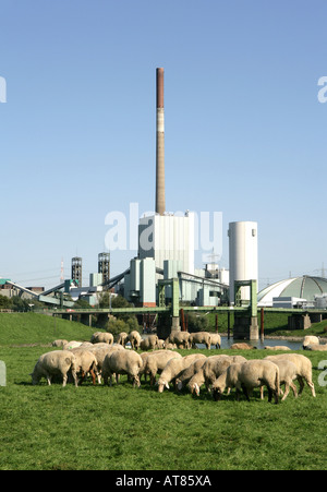 DEU, Deutschland, Duisburg: Coal mine und Kraftwerk Zeche Walsum Stockfoto