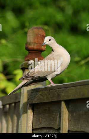 Collared Dove saß am Gartenzaun Stockfoto