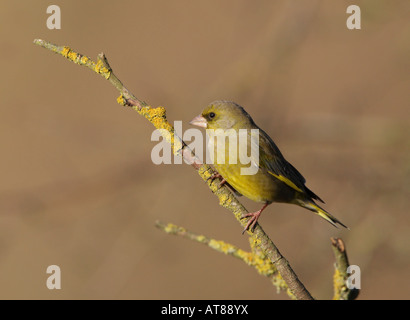 Europäischen Grünfink auf Ast an einem Wintertag im Wald bei Draycote Wasser Warwickshire, England Stockfoto