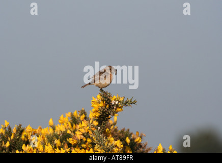 Weibliche Schwarzkehlchen mit Caterpillar Ginster Busch gehockt Stockfoto