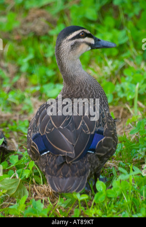 Pazifische schwarze Ente Stockfoto