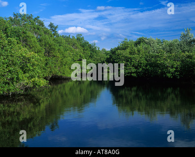 Mangrovenwald bei Flut J N Ding Darling National Wildlife Refuge Sanibel Island Florida Dezember 1998 Stockfoto