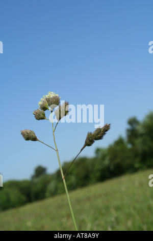 Grass stem and summer meadow Stockfoto