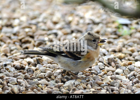 Bergfink Fringilla Montefringilla Mitglied der Fink-Familie verbringt den Winter in Großbritannien Stockfoto