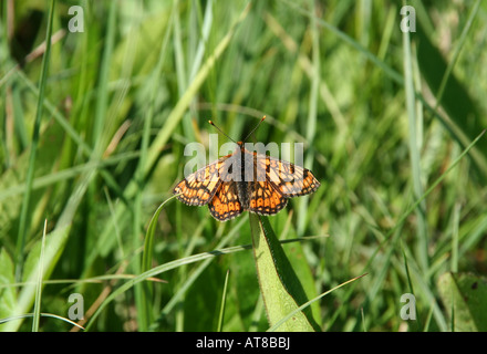 Marsh Fritillary butterfly Stockfoto