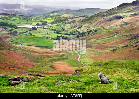 Ein Schaf, Blick auf kleine Langdale Tal in Richtung wenig Langdale Tarn. Entnommen aus Wrynose Pass. Der Lake District, Großbritannien Stockfoto