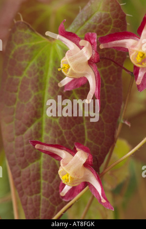 Epimedium X rubrum. AGM (Barrenwort, bischöflichen Mitra) Stockfoto