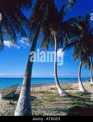 Angelboote/Fischerboote am Strand von St-Louis mit Palmen, Marie-Galante Insel Guadeloupe, Französisch-Westindien Stockfoto