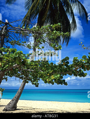 Seagrape und Palm-Baum am Strand von Anse Vieux-Fort, Marie-Galante Insel Guadeloupe, Französisch-Westindien Stockfoto