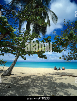 Seagrape und Palm-Baum am Strand von Anse Vieux-Fort, Marie-Galante Insel Guadeloupe, Französisch-Westindien Stockfoto