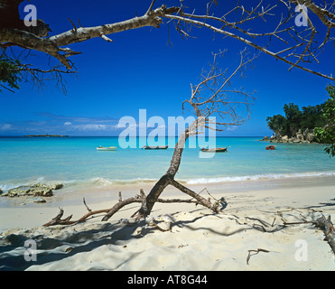 Tote Bäume am Strand von Anse Bambou, Marie-Galante Insel Guadeloupe, Französisch-Westindien Stockfoto