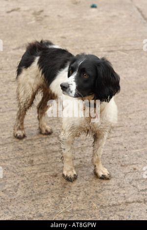 Englisch Springer Spaniel Hund schwarz-weiß Gebrauchshund stehend in einem Hof Stockfoto