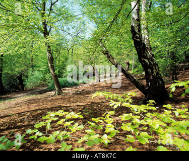 GB ESSEX EPPING FOREST FAIRMEAD UNTEN Stockfoto