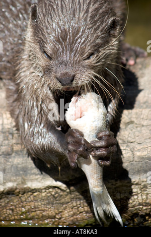 Orientalische kleine Krallen Otter Adelaide Zoo Australien Stockfoto