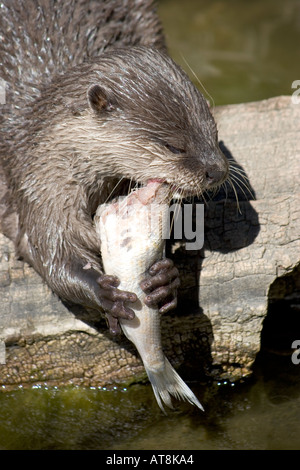 Orientalische kleine Krallen Otter Adelaide Zoo Australien Stockfoto
