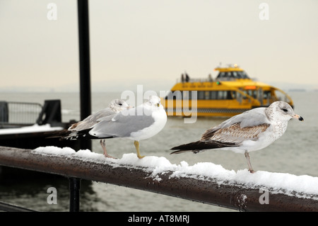 Möwen und ein New York Water Taxi im Battery Park am südlichen Ende von Manhattan. Stockfoto