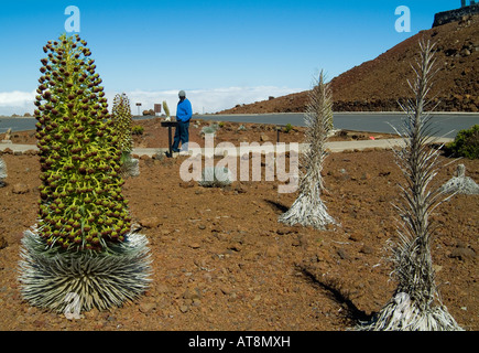 Mann trägt blaue Jacke liest über vom Aussterben bedrohte Silversword Pflanze in voller Blüte, indigenen nur zum Haleakala auf der Insel Maui Stockfoto