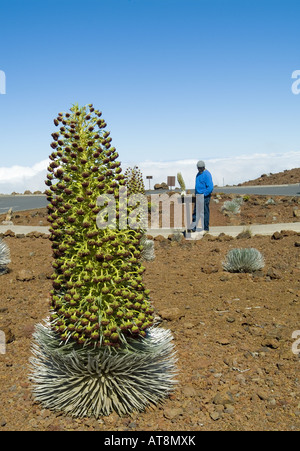 Mann trägt blaue Jacke liest über vom Aussterben bedrohte Silversword Pflanze in voller Blüte, indigenen nur zum Haleakala auf der Insel Maui Stockfoto