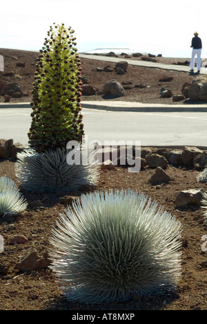 Ein Mann sieht eine vom Aussterben bedrohte Silversword Pflanze in voller Blüte, die nur in Haleakala auf der Insel Maui ist. Stockfoto