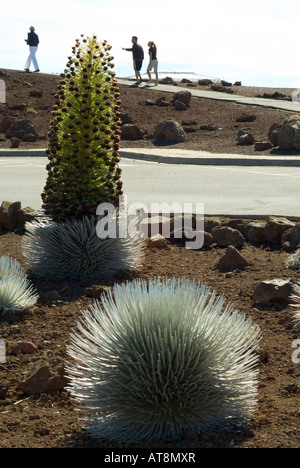 Die Menschen gehen durch die vom Aussterben bedrohten Silversword in voller Blüte, eine Pflanze, die nur in Haleakala auf der Insel Maui ist. Stockfoto