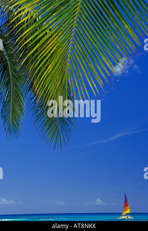 Zwei Palmblätter große grüne Set gegen strahlend blauer Himmel mit bunten Katamaransegeln auf türkisfarbenen Streifen des Pazifischen Ozeans Stockfoto