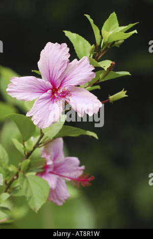 Nahaufnahme von einem schönen weichen rosa Hibiskus (Hibiscus Rosa-Sinensis) auf dem Gelände der wichtigsten Visitor Center des National Stockfoto