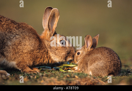 Alten Welt Kaninchen (Oryctolagus Cuniculus). Mutter und junge Nase an Nase Stockfoto