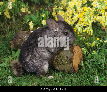 Chinchilla auf Wiese Stockfoto