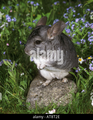 Chinchilla stehend auf Stein Stockfoto