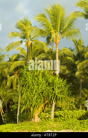 Stattliche Palmen säumen den Strand im Mauna Kea Beach Hotel in Kamuela auf der Big Island von Hawaii. Stockfoto