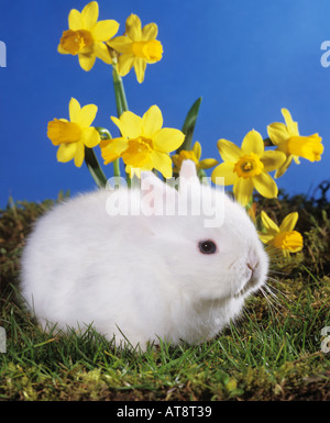 junge weiße pygmy Kaninchen sitzen auf der Wiese vor Blumen Stockfoto