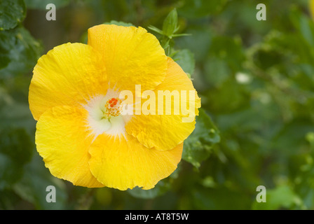 Nahaufnahme, auffällig gelben Hibiskusblüte (Hibiscus Brackenridgei; Pua Aloalo in Hawaii), ist die Zustandblume von Hawaii. Stockfoto